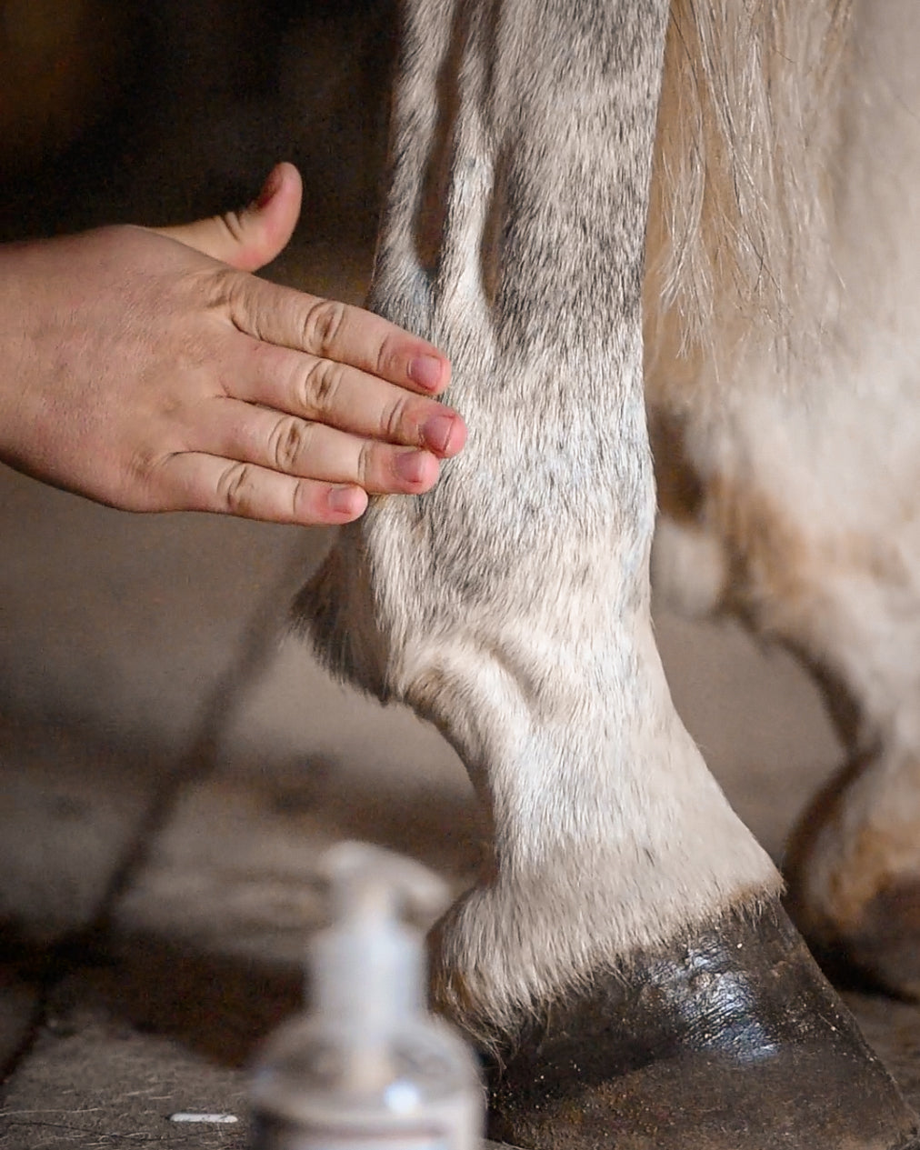 Drain&circulation : molette & engorgement cheval