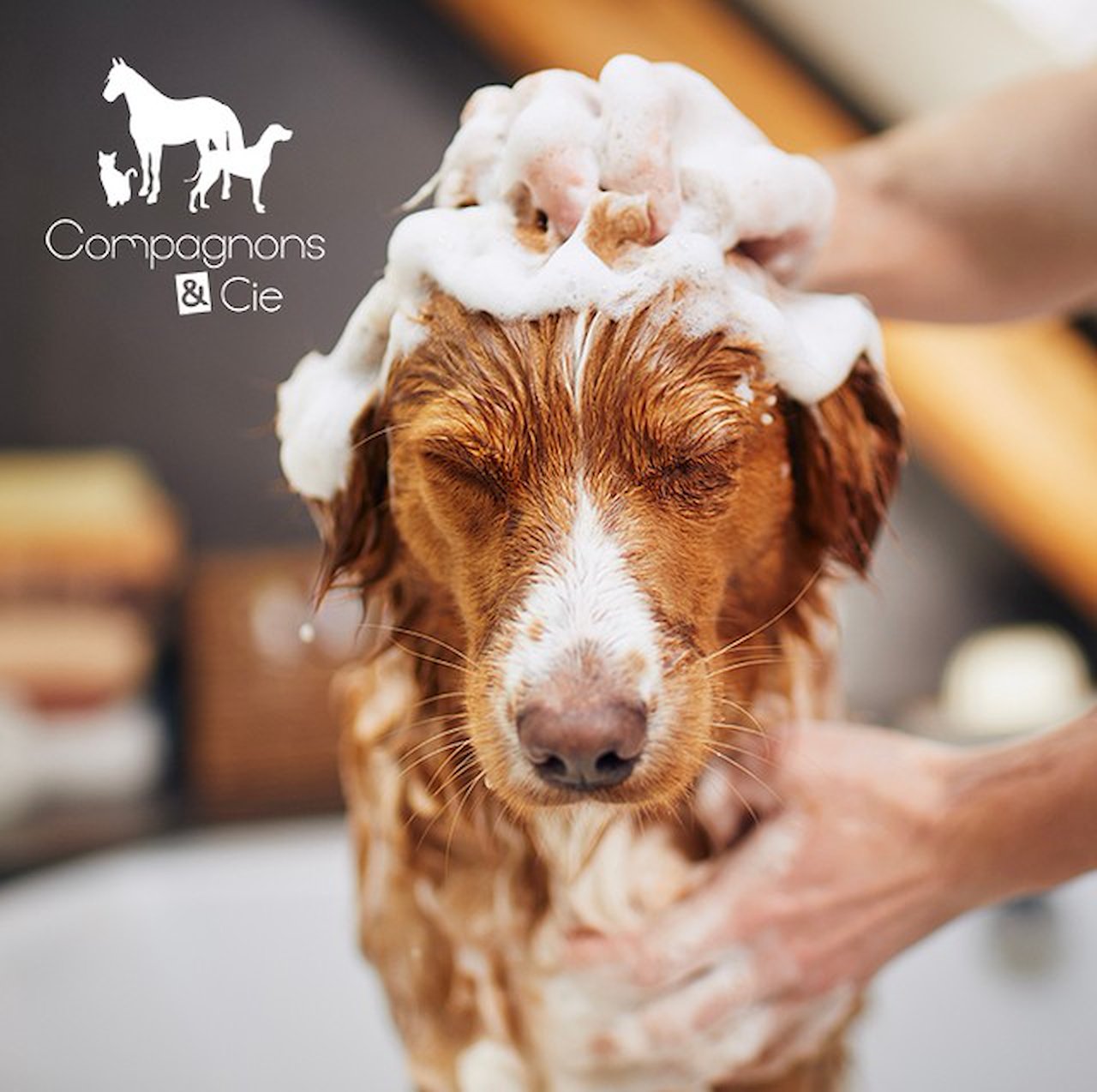 Shampoing naturel purifiant Chiens & Chats